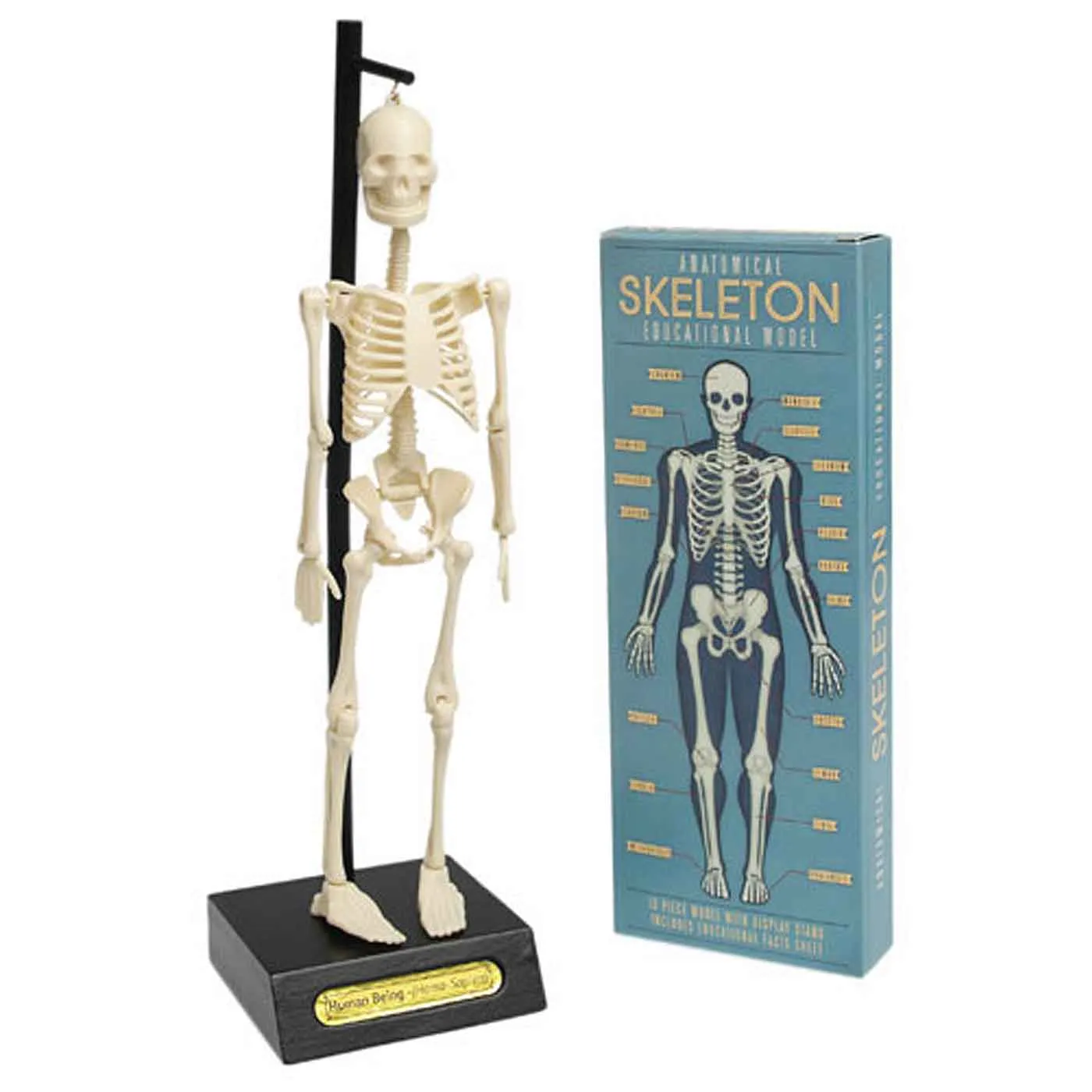 Anatomisches Skelett Lehr- und Lernmodell