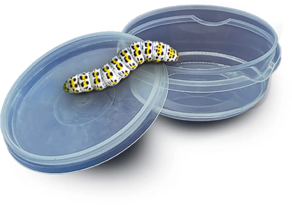 Insekten-Entdecker-Set